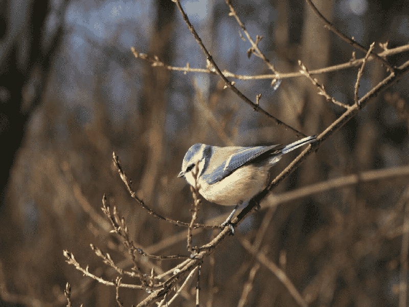 试管只有孕囊，试管移植左侧胀