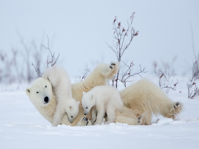 中国现在试管多吗，15号试管移植